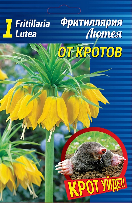 Фритиллярия Лютея  1 шт. 
